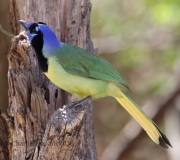 0J6A2576Green_Jay