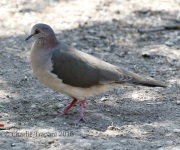 0J6A2610White-tipped_Dove
