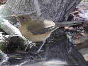 0J6A2625Clay-colored_Thrush