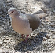 0J6A2640White-tipped_Dove