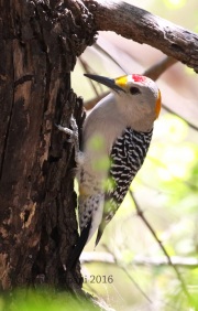 0J6A2694Golden-fronted_Woodpecker
