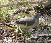 0J6A2701White-tipped_Dove