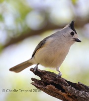 0J6A2709Black-crested_Titmouse