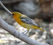 0J6A2714Altamira_Oriole