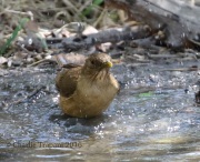 0J6A2722Clay-colored_Thrush