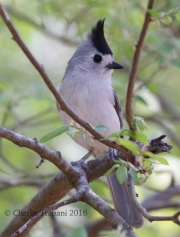0J6A2728Black-crested_Titmouse