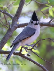 0J6A2734Black-crested_Titmouse