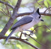 0J6A2735Black-crested_Titmouse