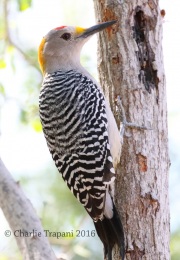0J6A2747Golden-fronted_Woodpecker