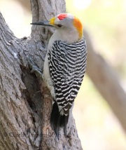0J6A2756Golden-fronted_Woodpecker