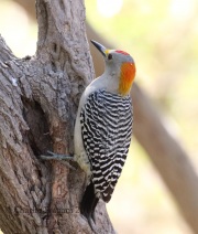 0J6A2759Golden-fronted_Woodpecker