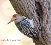 0J6A2771Golden-fronted_Woodpecker