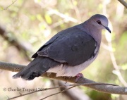 0J6A2773White-Tipped_Dove
