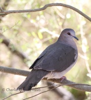 0J6A2775White-tipped_Dove