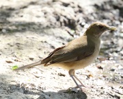 0J6A2777Clay-Colored_Thrush