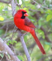 0J6A2787Northern_Cardinal