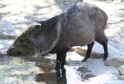 0J6A2811Javalina