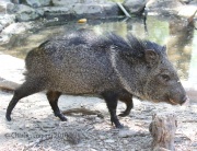 0J6A2814Javalina