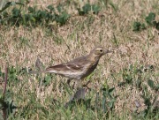 0J6A2823American_Pipit