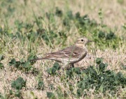 0J6A2826American_Pipit