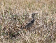 0J6A2875Sprague's_Pipit