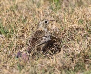0J6A2882Sprague's_Pipit