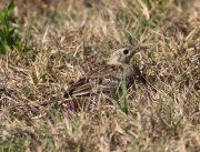 0J6A2890Sprague's_Pipit