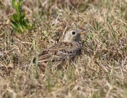 0J6A2892Sprague's_Pipit