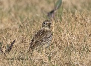 0J6A2909Sprague's_Pipit
