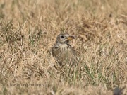 0J6A2922Sprague's_Pipit