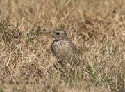 0J6A2924Sprague's_Pipit