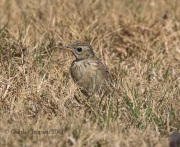 0J6A2925Sprague's_Pipit