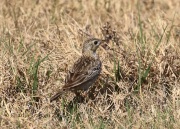 0J6A2934Sprague's_Pipit