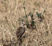 0J6A2937Sprague's_Pipit