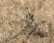 0J6A2939Sprague's_Pipit
