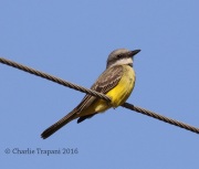 0J6A2946Couch's_Kingbird