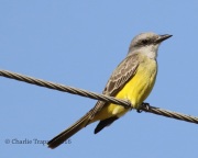 0J6A2950Couch's_Kingbird