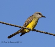 0J6A2959Couch's_Kingbird