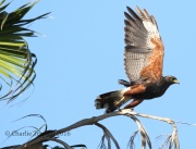 0J6A2971Harris's_Hawk