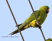 0J6A2999Green_Parakeet