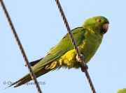 0J6A3000Green_Parakeet