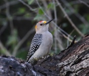 0J6A3019Golden_Fronted_Woodpecker