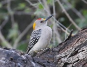 0J6A3021Golden-fronted_Woodpecker