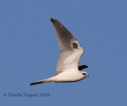 0J6A3056White-tailed_Kite