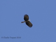 0J6A3061Hook-billed_Kite