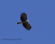 0J6A3062Hook-Billed_Kite