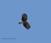 0J6A3063Hook-Billed_Kite