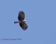 0J6A3064Hook-Billed_Kite