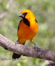 0J6A3110Altamira_Oriole