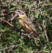 0J6A3120Black-headed_Grosbeak